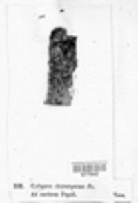 Cytospora chrysosperma image
